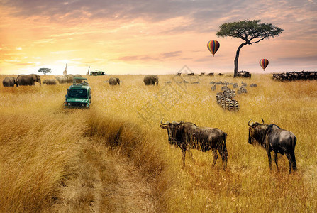 在日出时野生动物游猎运动穿越肯尼亚非洲草原的背景图片