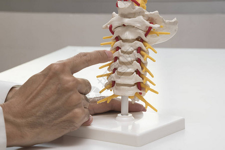 医生在医务室亲手演示人造子宫颈脊椎模背景图片