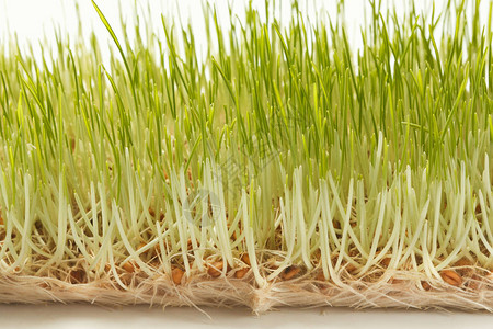 在白色背景下隔离的新鲜微绿色缝合种植小麦芽以获取健康沙拉饮食正确背景图片