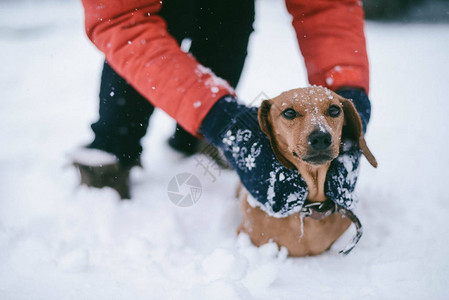 DogDachshund跑狗在寒冷的冬图片