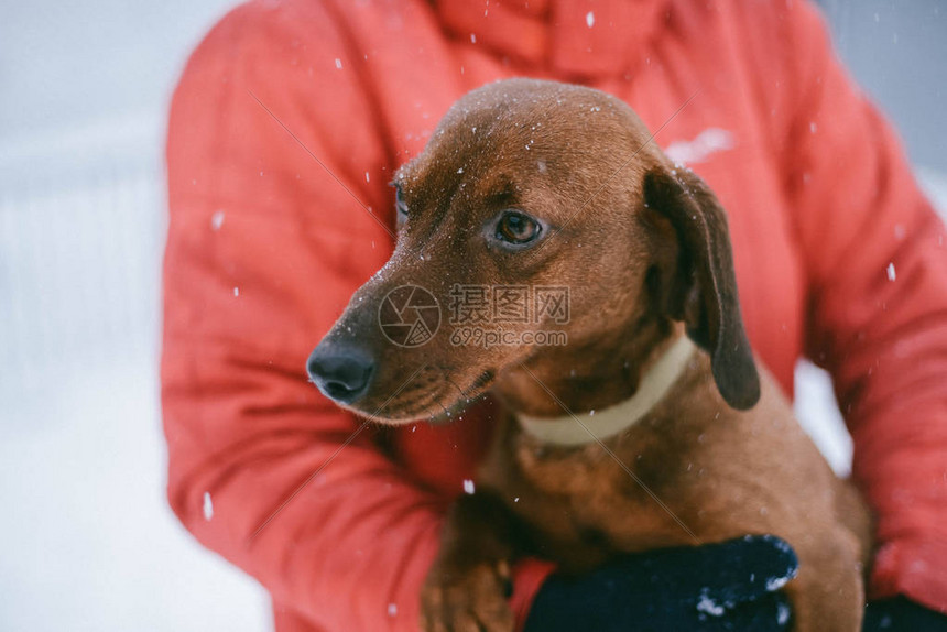 DogDachshund跑狗在寒冷的冬图片
