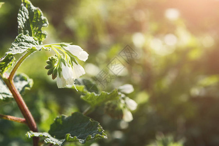 小白花贴上小白花图片