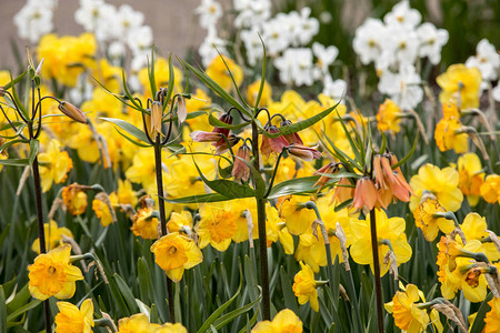 春开的黄花水仙和在花园里的Fritillari图片