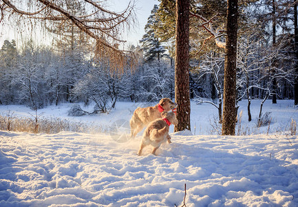 两只轻小狗在冬图片