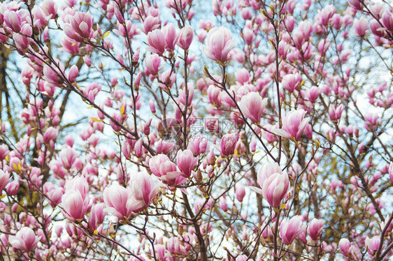美丽的玉兰树在春天图片