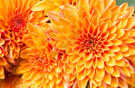 花园里的Ligth橙黄色妈花美丽的妈鲜花背景用于设计或装饰的妈花图片