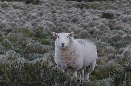 站立在荒野的孤羊图片