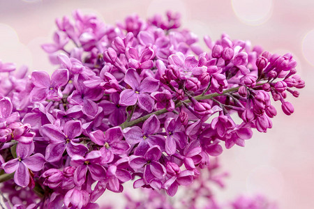 雨后的紫丁香枝图片