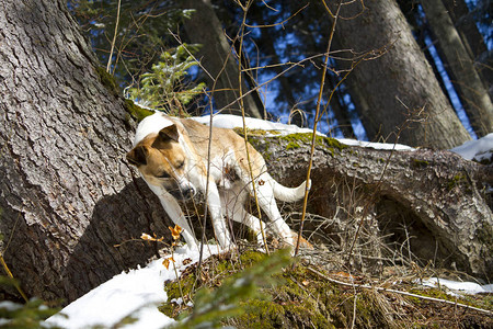冬天在森林里户外遛狗图片