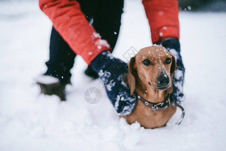 DogDachshund跑狗在寒冷的冬图片