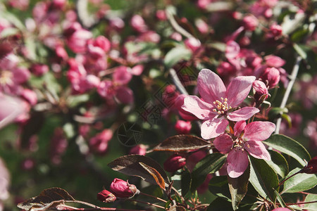 鲜花苹果树粉红花和绿叶的枝子结实春季自然背图片