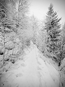 减少穿过森林的雪道山坡上的冬天黑暗和雾蒙的森图片