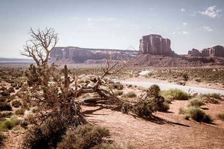 美国西南的干旱沙漠植被和岩石图片
