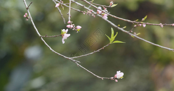 树上粉红花图片