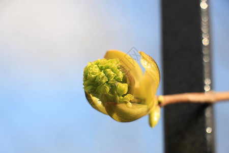 绿春芽关闭图片