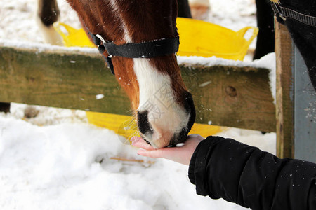 女孩用手喂马冬天在户外拍摄图片