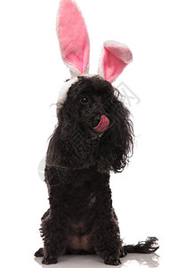 穿着复活兔子耳朵的黑狗将鼻子锁图片