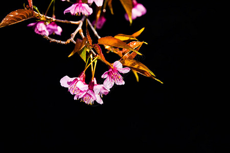 樱花在盛开的场景中在黑背景图片