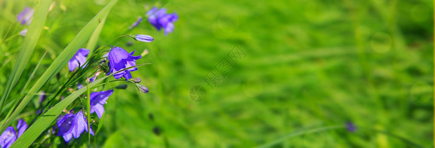 紫铃花美丽的春天背景和露图片