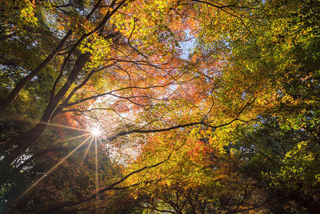 日本京都秋季岚山美丽的自然风光岚山是京都图片