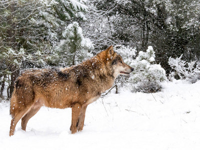 森林里雪地里的狼图片