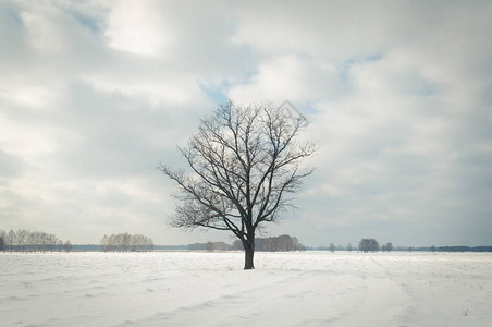 冬天孤单的树图片