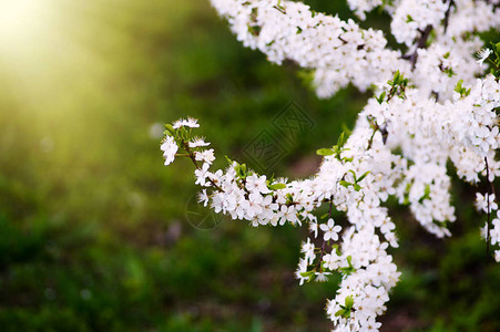 春天和阳光下的白色花朵图片