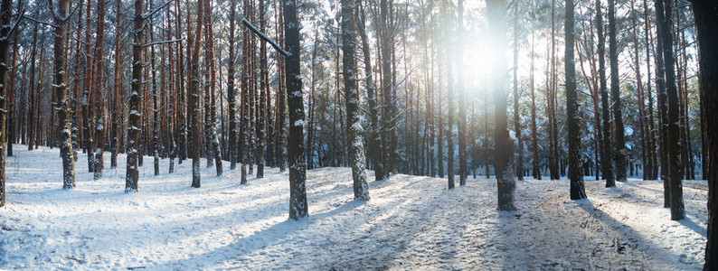 冬季森林中的日落雪中的树木图片