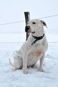 一只牧羊犬在冬天的雪下繁殖DogoArg图片