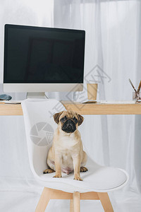 滑稽的狗坐在椅子上用电图片