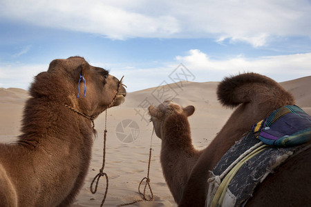 骆驼在戈壁沙漠图片