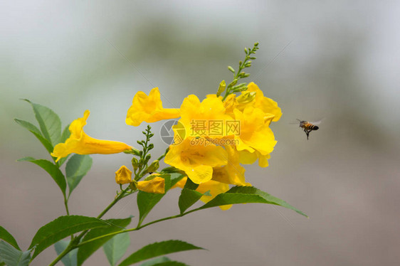 黄蜂和黄花黄老花黄铃或三花图片