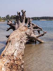 夏日在湖岸上树干枯根厚背景图片