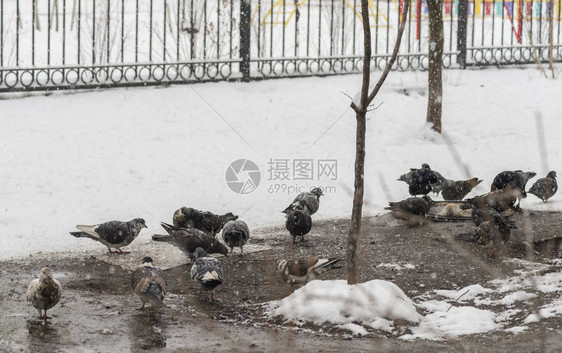 鸽子在冬天喂食很多鸽子一群鸽子鸟儿在冬天觅食图片