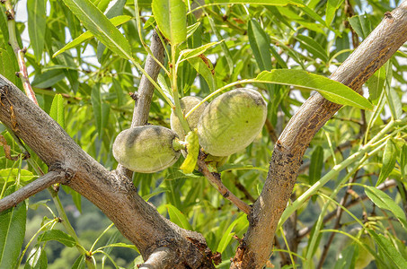 有机桃子PrunusP图片