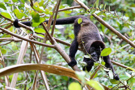 哥斯达黎加树上的黑猴图片
