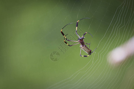 坐在网上的哥斯达黎加香蕉蜘蛛图片