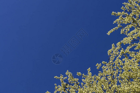 盛开的褪色柳树枝与柳絮在蓝天的背景春天背景图片