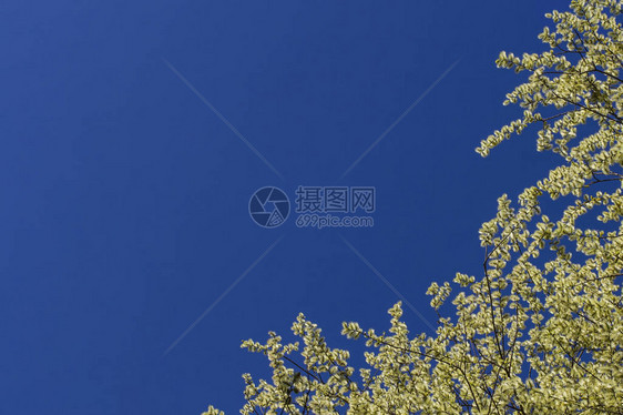 盛开的褪色柳树枝与柳絮在蓝天的背景春天背景图片