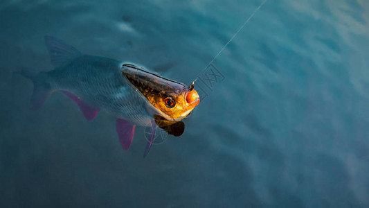 陆克文这条鱼是用tenkara捕获的图片