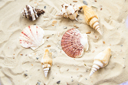 白色热带沙滩和贝壳图片