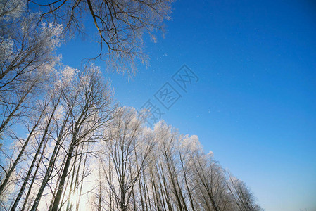 新年插画冬冻树顶雪下冬季树木的冬季底霜状枝背景