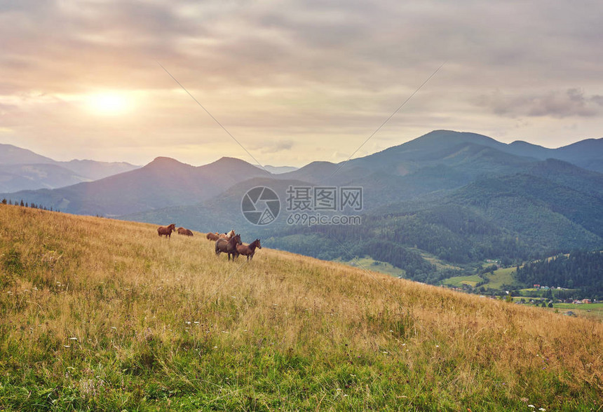 马群靠山吃草图片