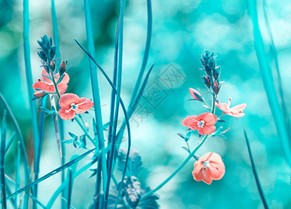 明春初林粉红色花朵在平淡的蓝色背景下浅图片
