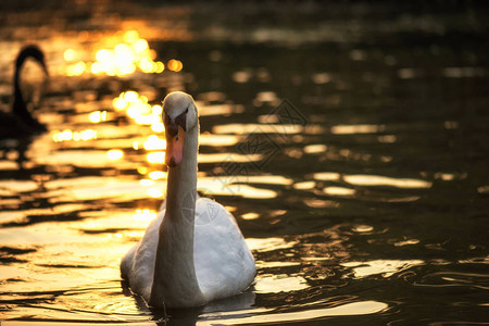 白天鹅在日落时在湖上游泳的肖像图片