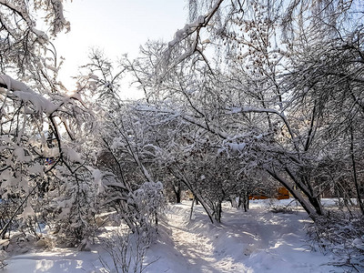 冬季公园白雪覆盖的树木图片