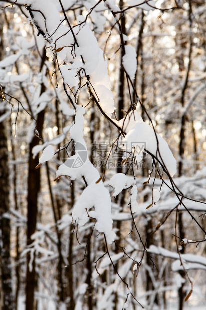 夜间大雪过后早上在公园里图片