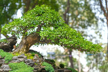 茶盆或干叶形状的托盘中的绿果树是成形工匠图片