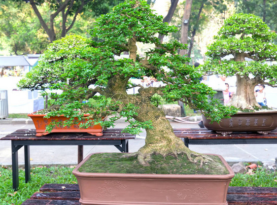 茶盆或干叶形状的托盘工厂中的绿果树是成形工匠图片