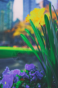 科比布莱恩特美国纽约中城曼哈顿布赖恩特公园的黄色自恋和心胸炎花朵背景